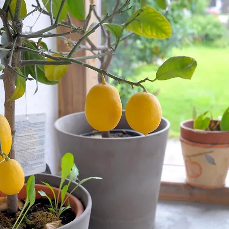 Vendégház Waldesruh/halseralm