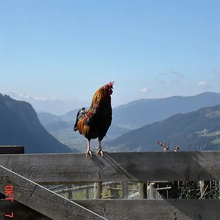 Waldesruh/halseralm Schladming